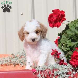 Monkey, Toy Poodle Puppy